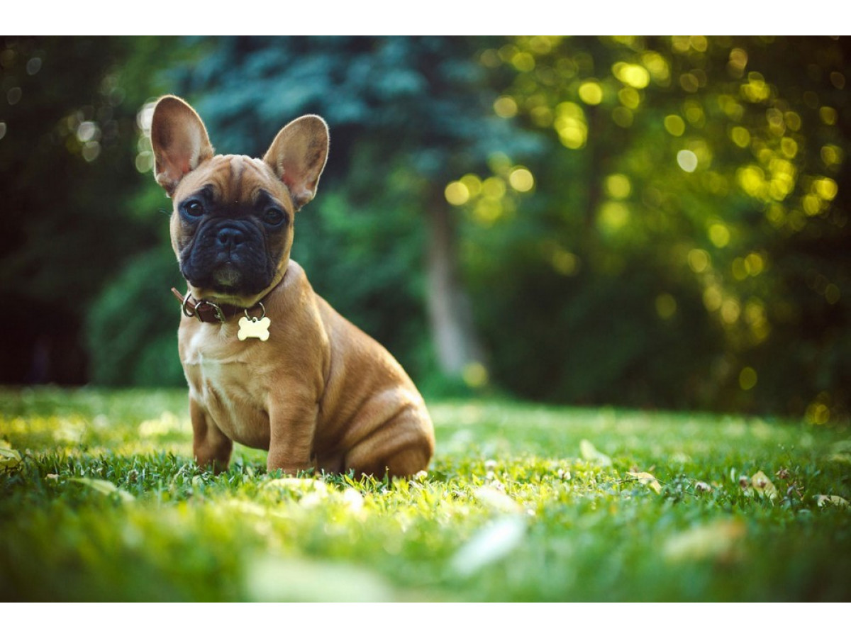 Do French Bulldogs Bark a Lot?